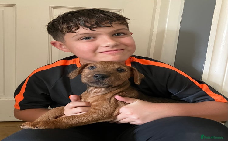 Lakeland Terrier dogs - Advert 1