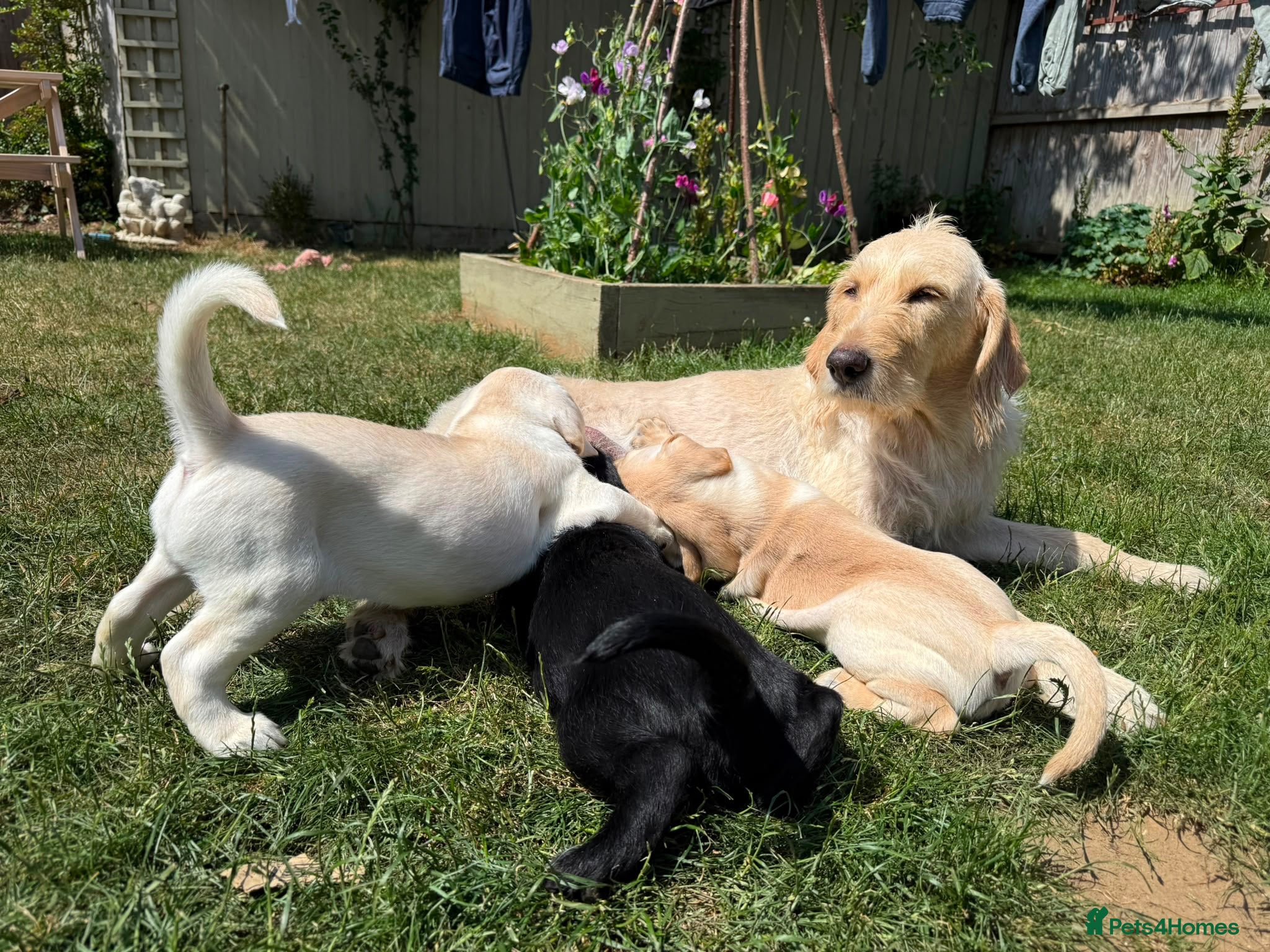 Mixed Breed dogs Male Pointador X Labrador puppy. - Advert 1