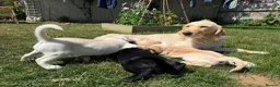 Mixed Breed dogs for sale: Male Pointador X Labrador puppy. - Advert 1