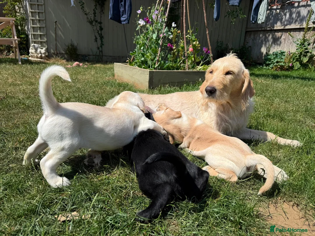 Mixed Breed dogs for sale: Male Pointador X Labrador puppy. - Advert 1