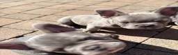 French Bulldog dogs for sale: Beautiful French Bulldog Puppies  - Advert 6