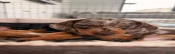 Miniature Dachshund dogs for sale: Mini dachshund puppies - Advert 6
