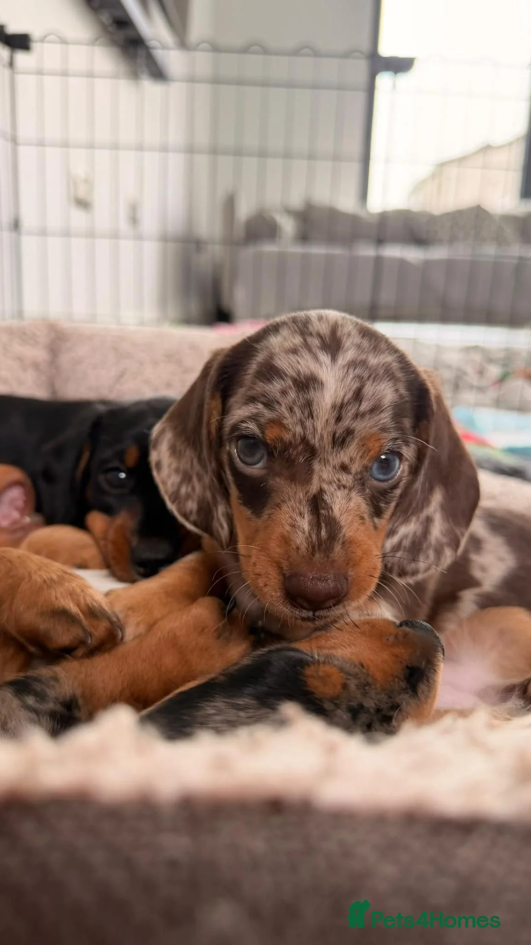 Miniature Dachshund dogs for sale: Mini dachshund puppies - Advert 6