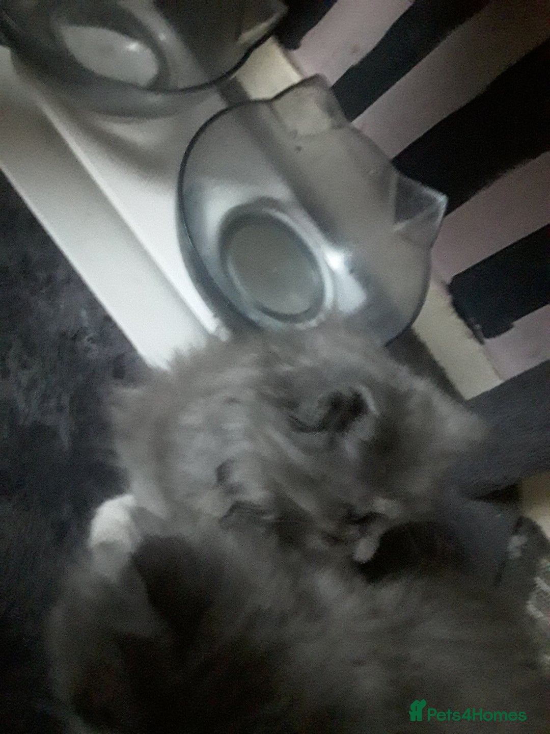 Maine Coon cats for sale: Mainecoon  x ragdolls - Advert 4