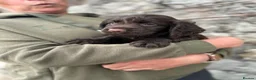 Cocker Spaniel dogs for sale: Fabulous working cocker spaniel - Advert 10