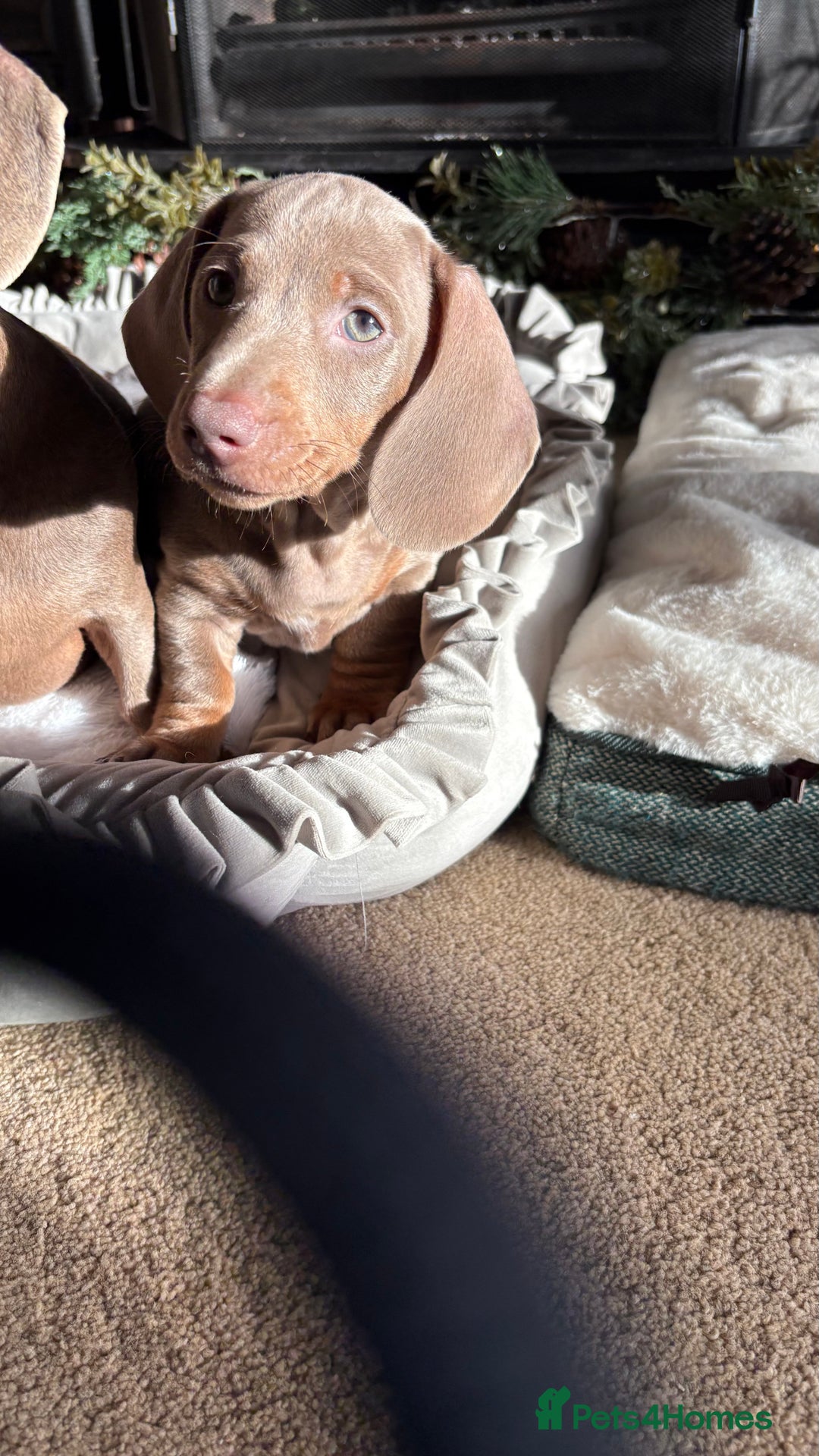 Miniature Dachshund dogs for sale: Stunning Miniature dachshund last boy left  - Advert 17