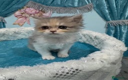 Persian cats for sale: Doll faces Persian ❌  - Image 10