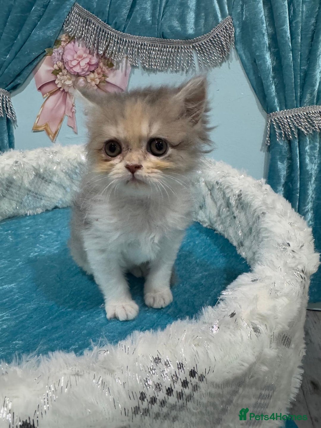 Persian cats for sale: Doll faces Persian ❌  - Image 10
