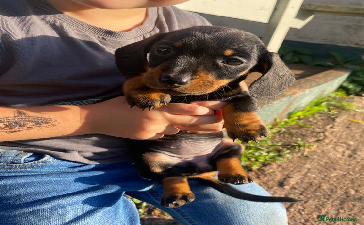 Dachshund dogs - Advert 2