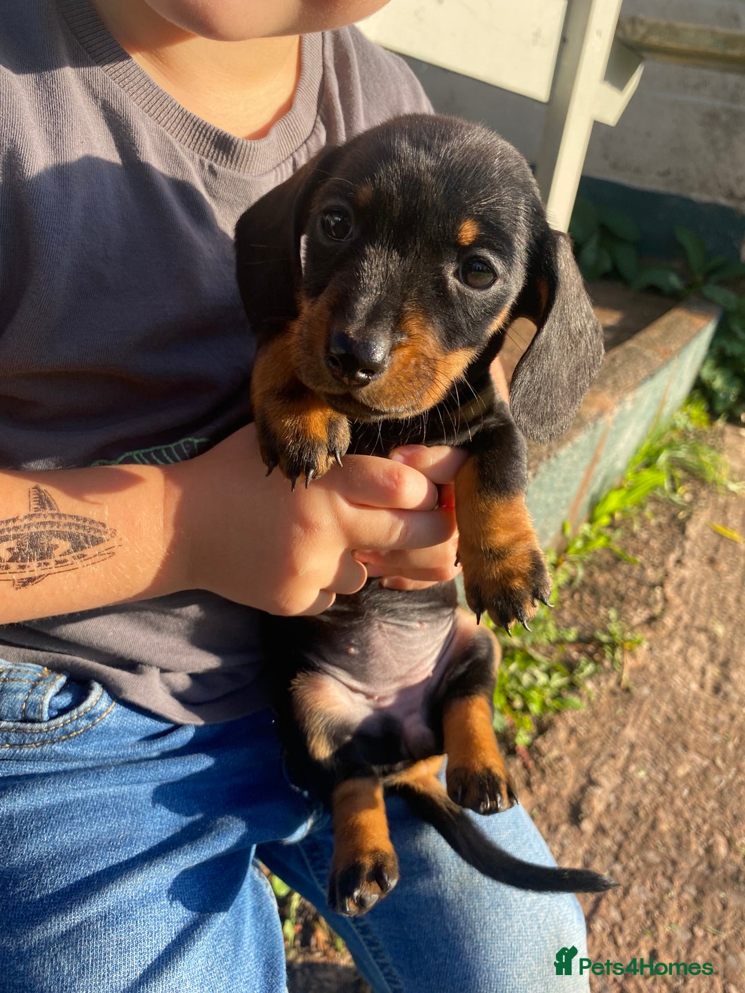 Dachshund dogs for sale: Miniature Dachshund Puppies ⭐️ only two left ⭐️ - Advert 14
