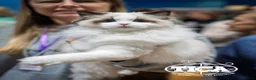 Ragdoll cats for sale: Exceptional ragdoll boy - Advert 2
