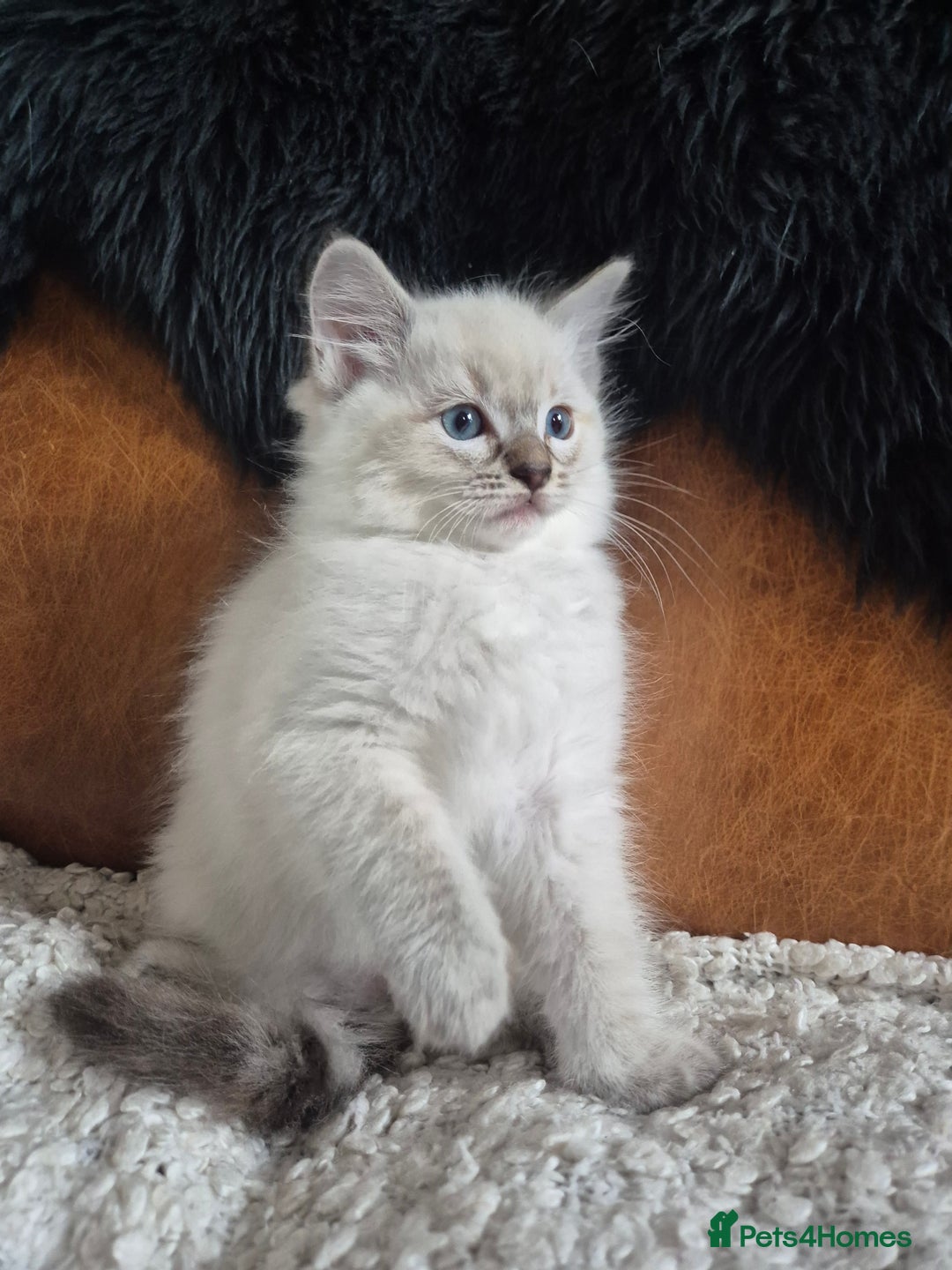 Ragdoll cats for sale: Quality Ragdoll Kittens - Image 6