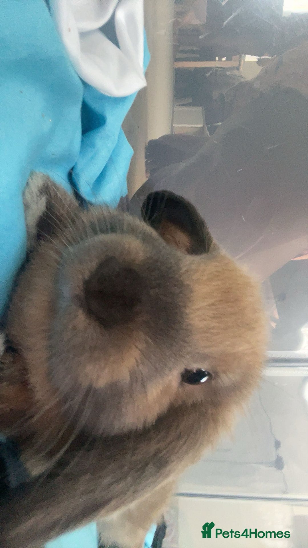 Mini Lop rabbits for sale: Meet Nyllah – Our Sweet Mini Lop Girl  - Advert 11