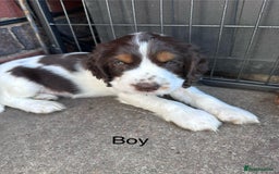 Cocker Spaniel dogs for sale: KC Registered Show Cocker Spaniel Puppies  - Image 15