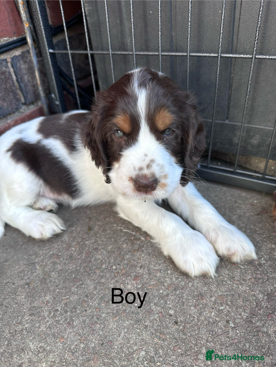 Cocker Spaniel dogs for sale: KC Registered Show Cocker Spaniel Puppies  - Image 15