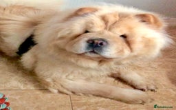 Chow Chow dogs for sale: GORGEOUS KC FEMALE CHOW FOR SALE!!!!! - Image 3