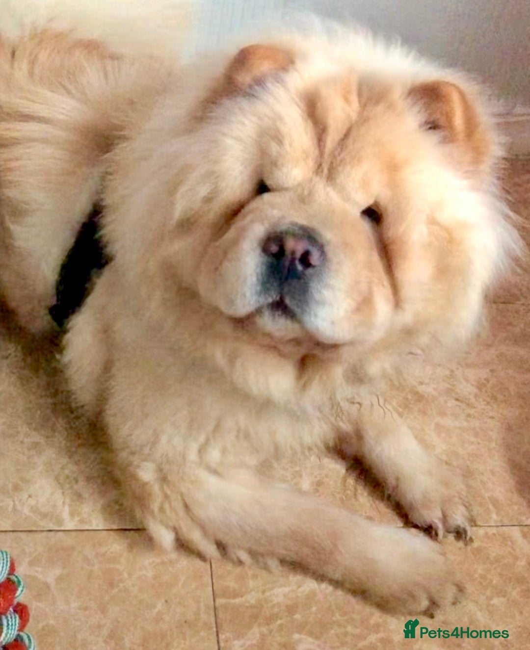 Chow Chow dogs for sale: GORGEOUS KC FEMALE CHOW FOR SALE!!!!! - Image 3