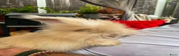 Angora rabbits for sale: English Full Face Angora Kits - Advert 9