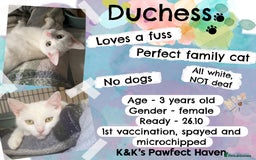 Domestic Shorthair cats for sale: Kittens and cats for adoption.  - Image 12