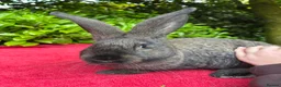 Continental Giant rabbits for sale: Vaccinated Continental Giant Rabbits - Advert 2