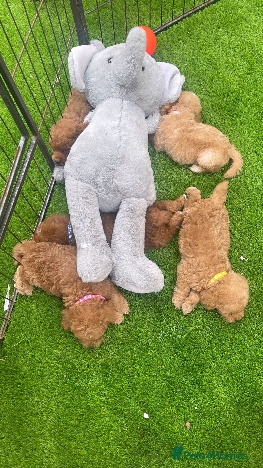 Cockapoo dogs for sale: Cockerpoo Puppies - Image 5