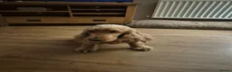 Cocker Spaniel dogs for sale: Kc reg female Cocker Spaniel  - Advert 2