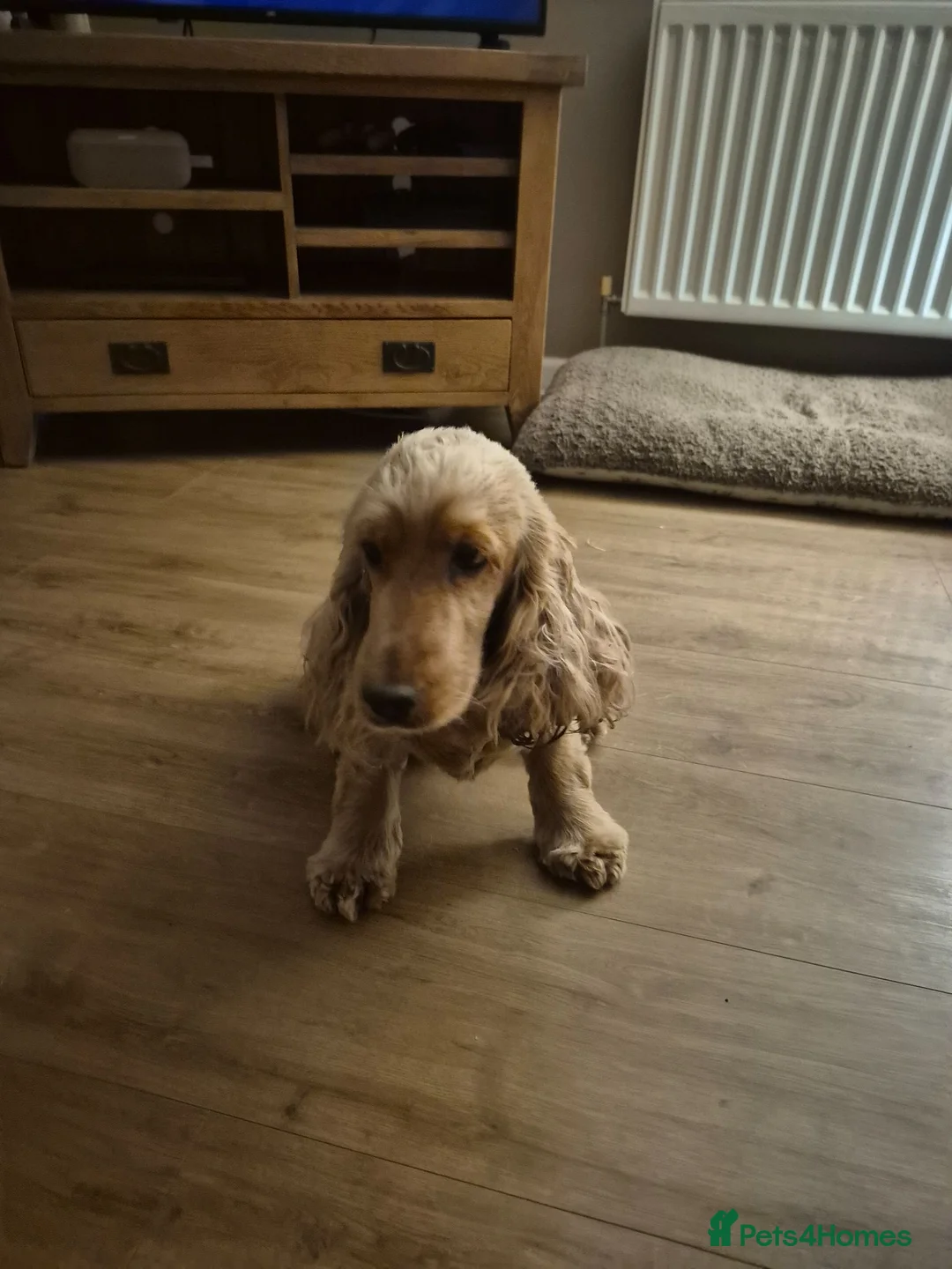 Cocker Spaniel dogs for sale: Kc reg female Cocker Spaniel  - Advert 2