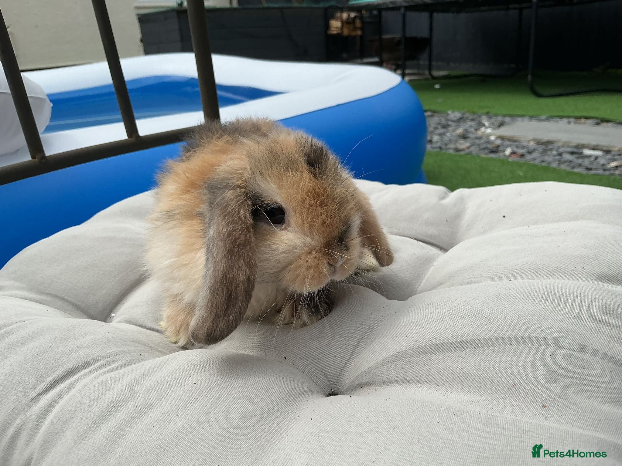 Mini Lop rabbits Beautiful mini lops - Advert 1
