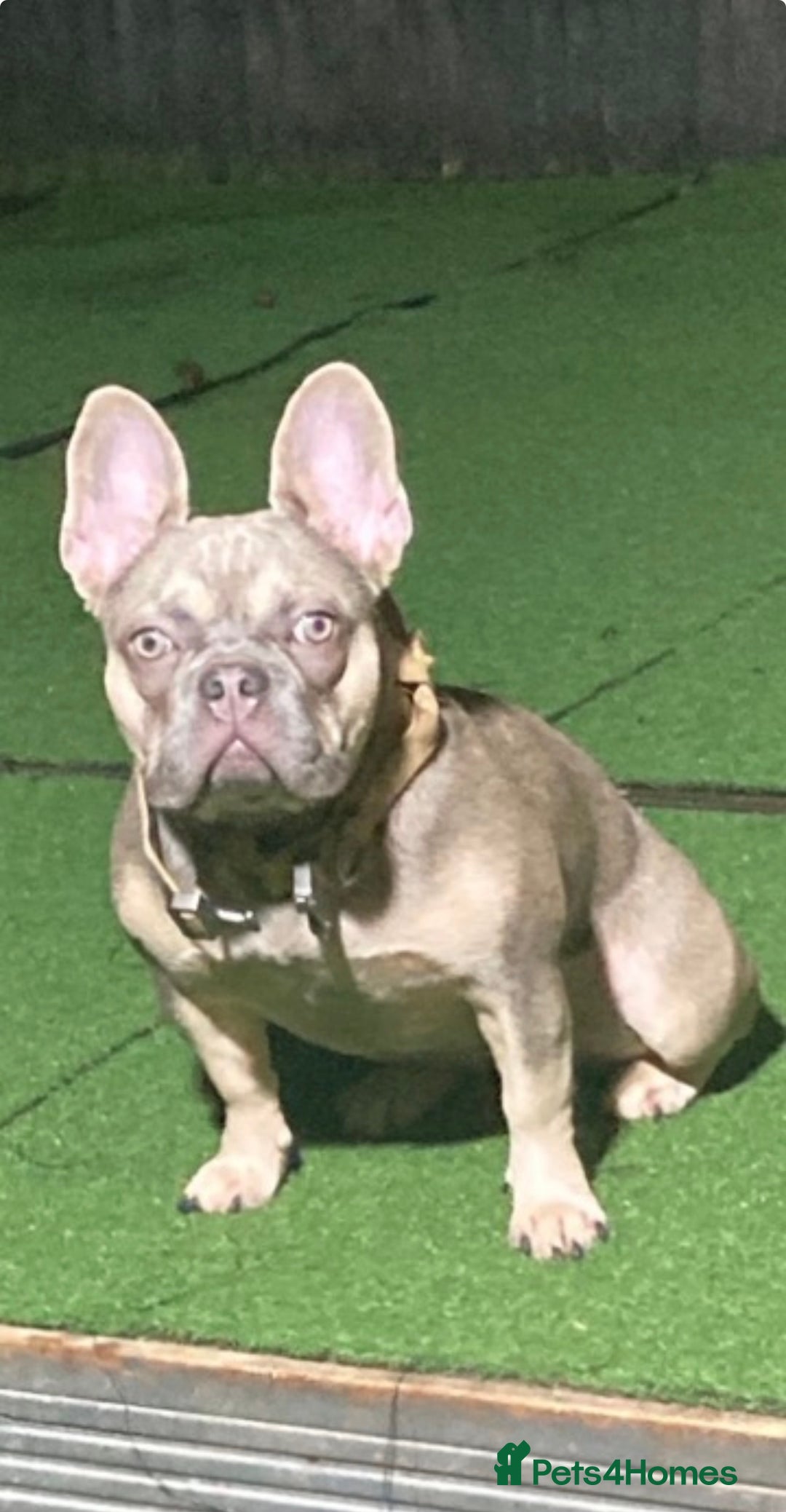 French Bulldog dogs for sale: FRENCH BULLDOG PUPPIES FOR SALE!! - Advert 14