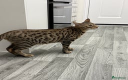 Bengal cats for sale: 2 male 7 month old boys  - Advert 2
