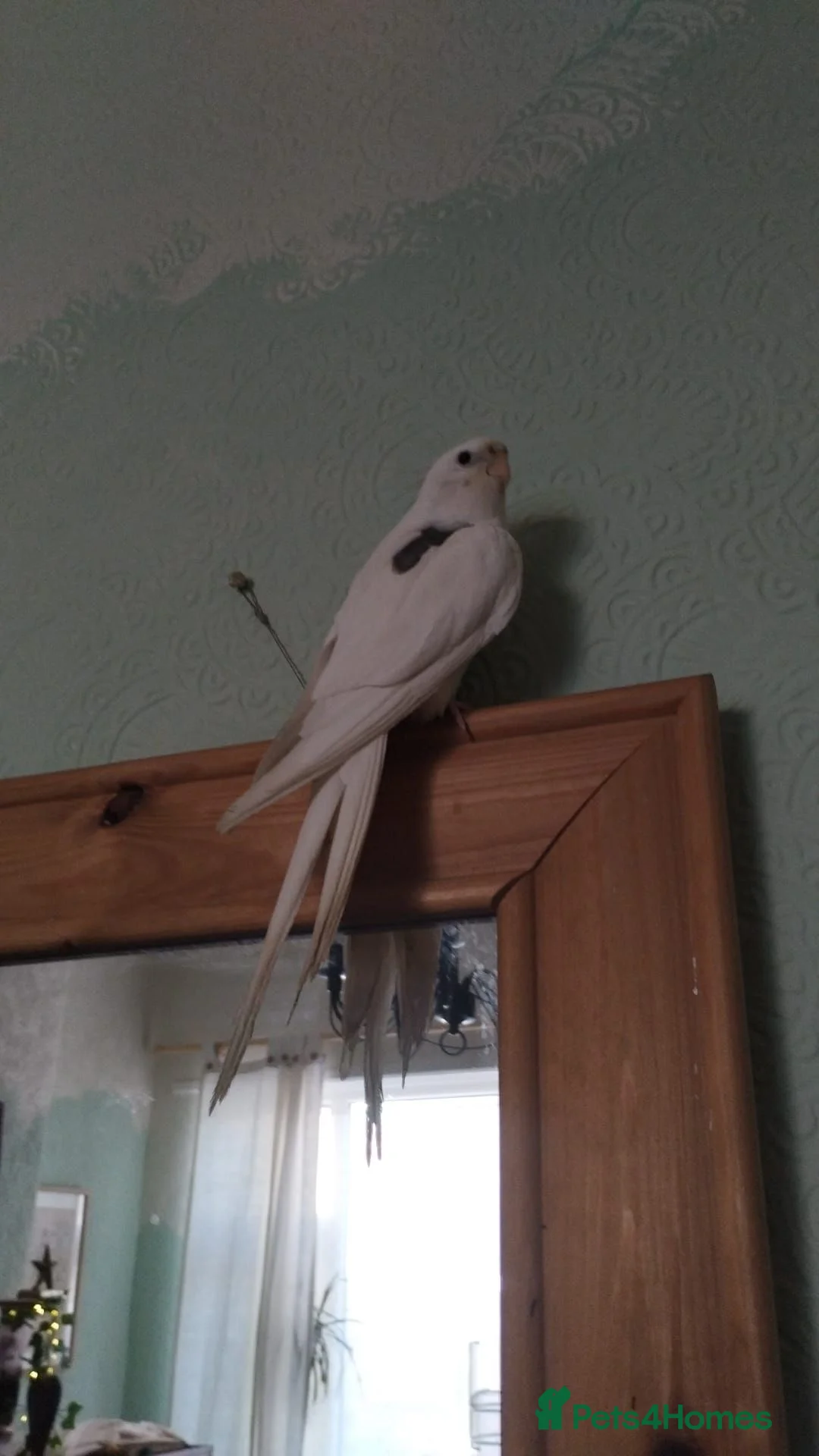 Cockatiels birds for sale: Tame Cockatiel for rehoming in Southport - Advert 4