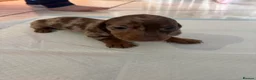 Dachshund dogs for sale: 🩷🩷🩷 DACHSHUNDS GIRLS 🩷🩷🩷 - Advert 23