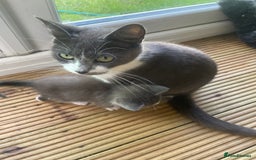 Mixed Breed cats for sale: Grey and white kittens - Image 14