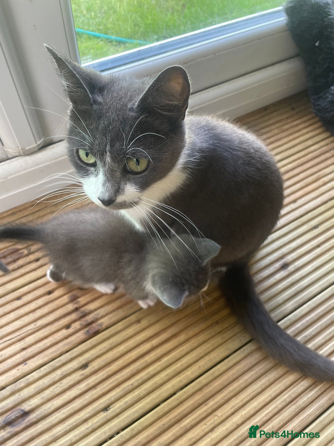 Mixed Breed cats for sale: Grey and white kittens - Image 14