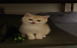 British Shorthair cats for sale: pedigree Golden British Shorthair girl - Image 9