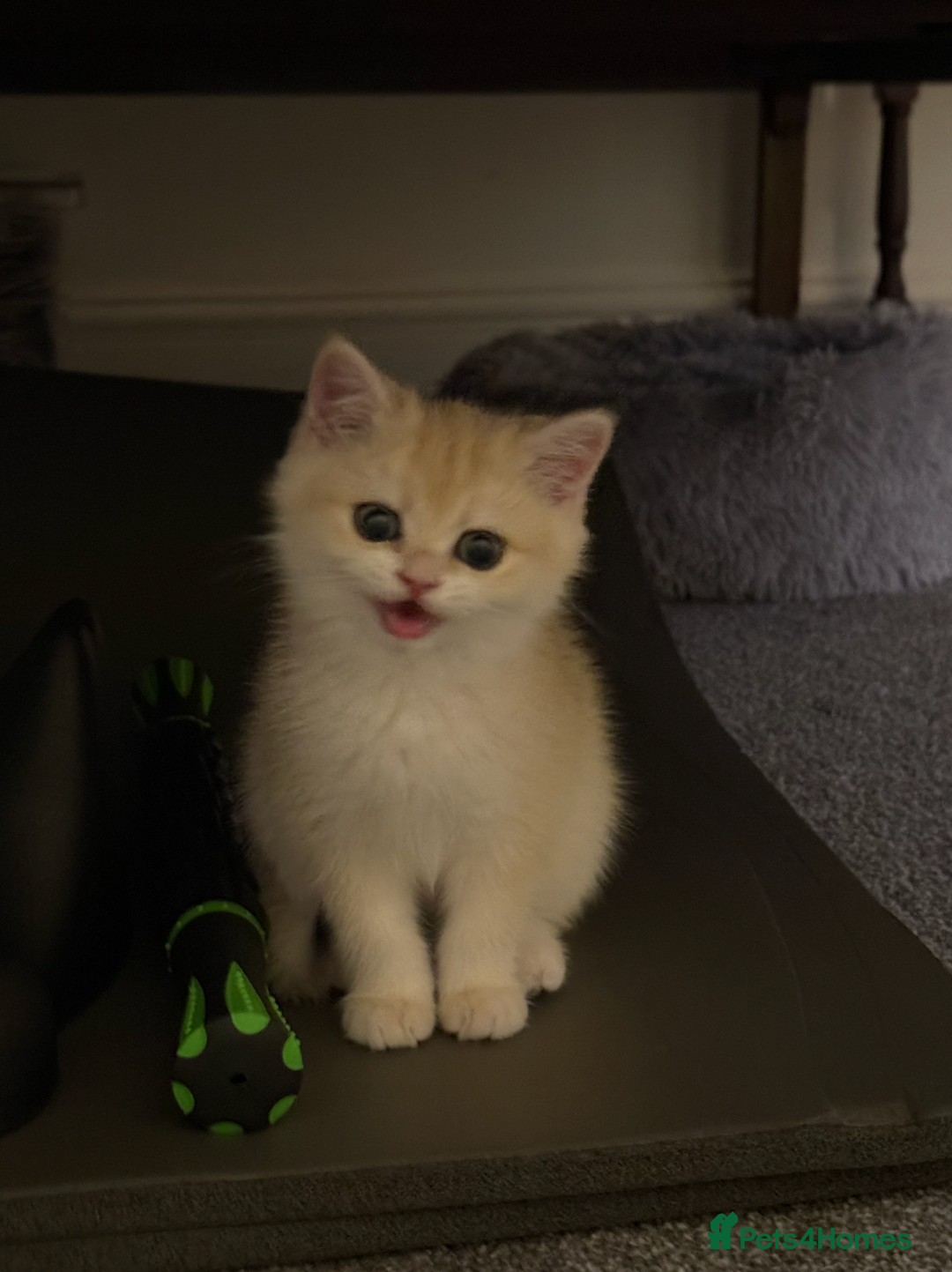 British Shorthair cats for sale: pedigree Golden British Shorthair girl - Image 9