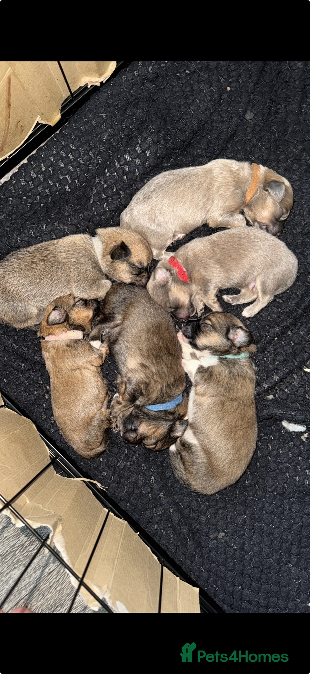 Mixed Breed dogs for sale: Pomeranian x Dachshund puppies available! - Image 5