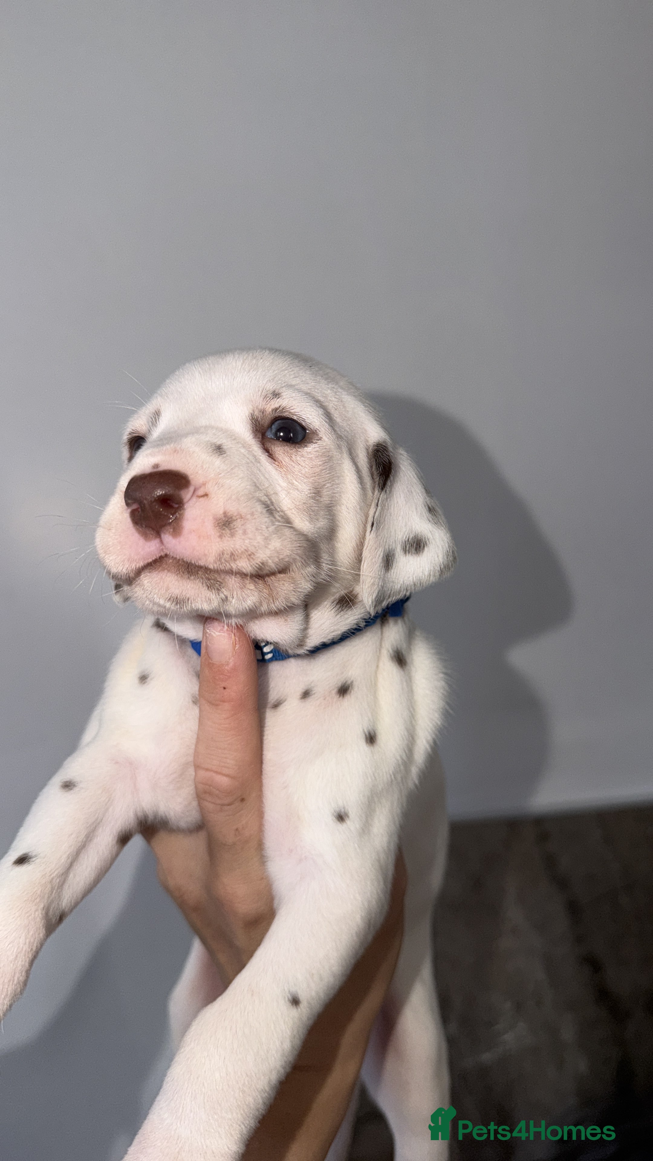 Dalmatian dogs for sale: 🏆🐾TOP QUALITY! BORN! 29th sep  🐾🏆 - Advert 2