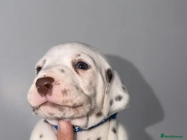 Dalmatian dogs for sale: 🏆🐾TOP QUALITY! DALMATIANS READY NOVEMBER 🐾🏆 - Advert 2