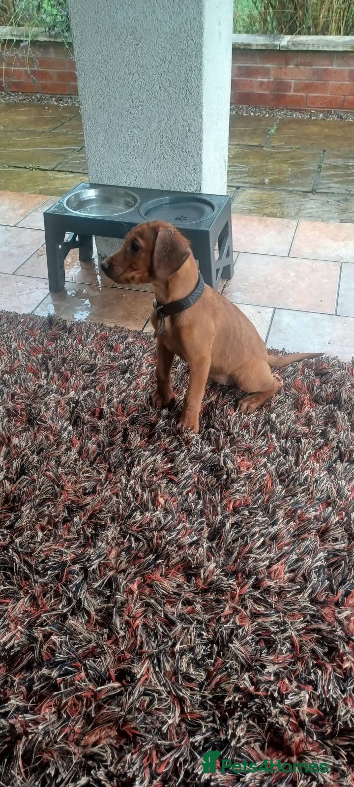 Labrador Retriever dogs Fox red labradors - Advert 1
