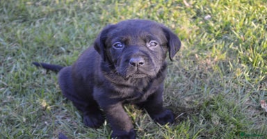 Labrador Retriever dogs - Advert 5