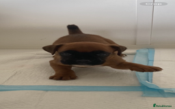 Boxer dogs for sale: Stunning Bob and long tail litter - Image 11