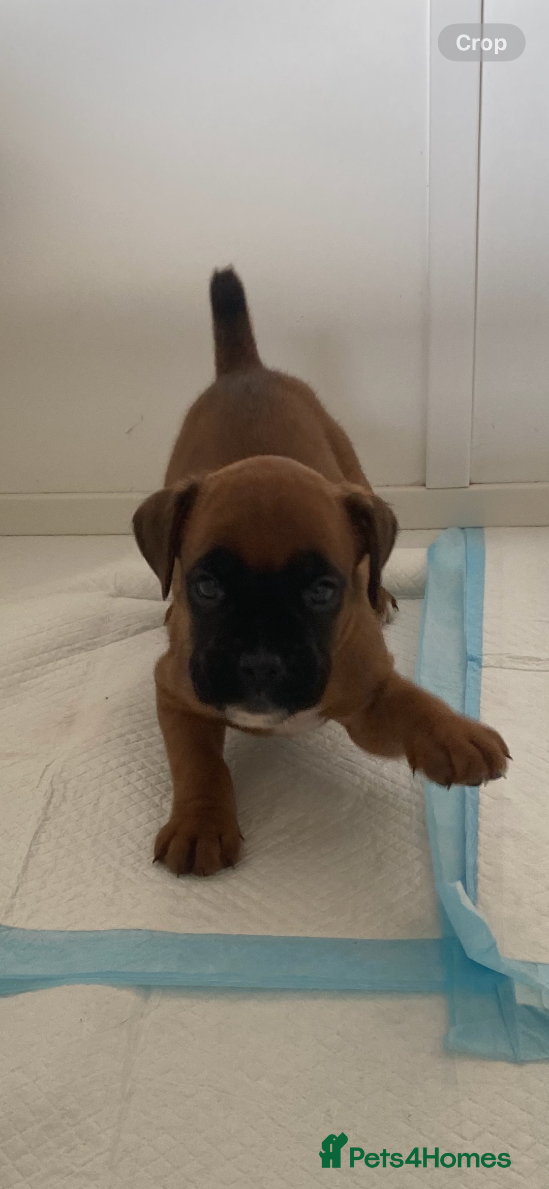 Boxer dogs for sale: Stunning Bob and long tail litter - Image 11