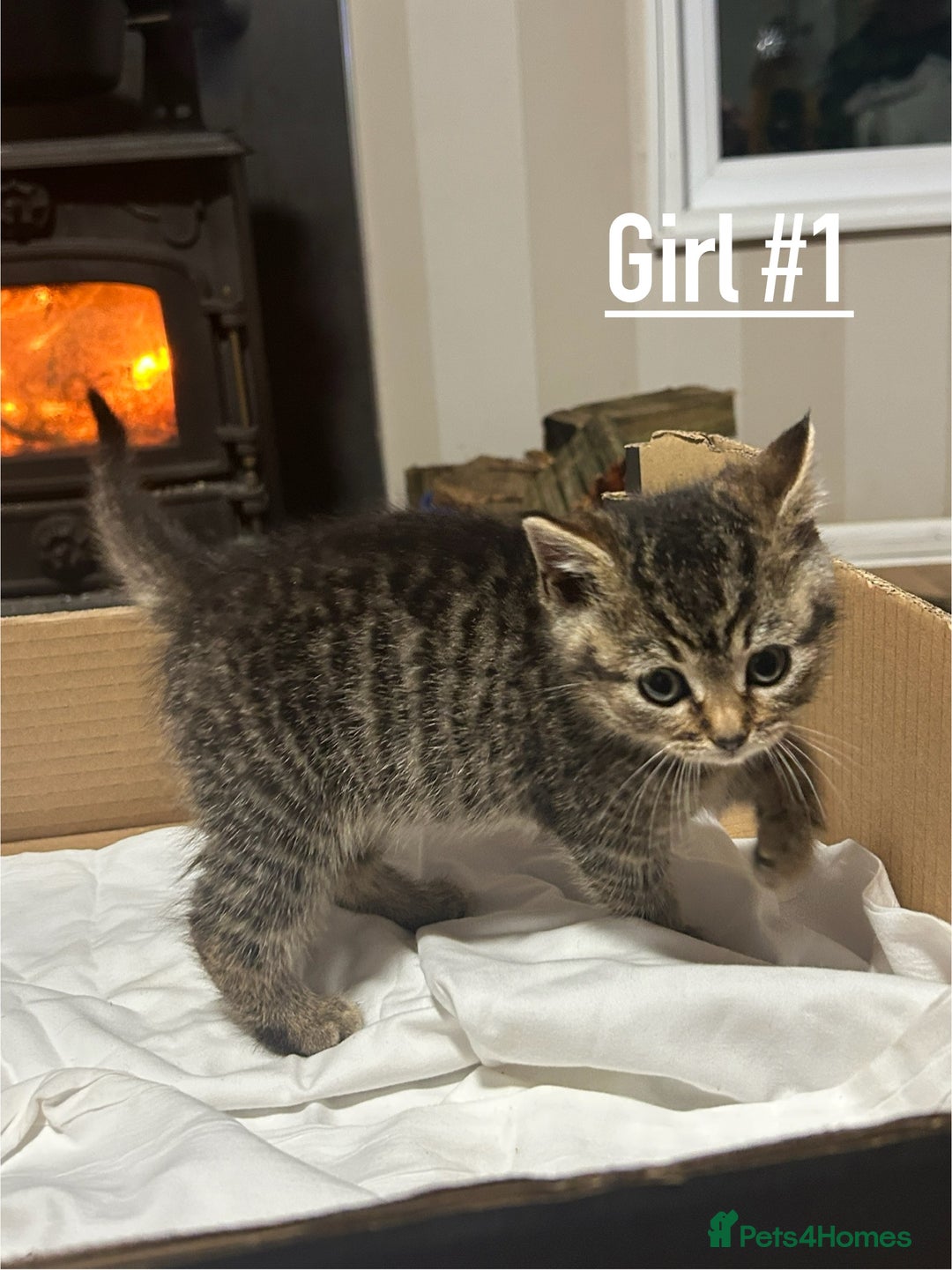 Mixed Breed cats for sale: 6 kittens for sale - Ready 16th December  - Advert 2