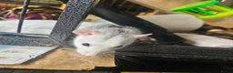 Rat rodents for sale: 4 female rats for adoption  - Advert 5