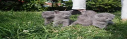 British Shorthair cats for sale: BEAUTIFUL Scottish Fold British Shorthair kitten in Leeds - Advert 3