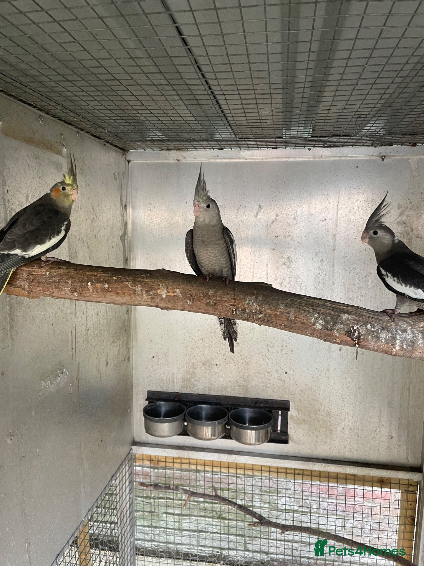 Cockatiels birds 2026 Young GREY Cockatiels  - Advert 8