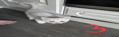 Kitten 3