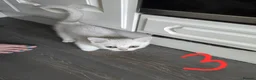 British Shorthair cats for sale: 3 white kittens with blue-green eyes for sale.  - Advert 5