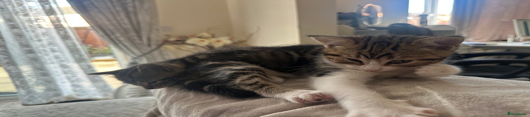 Mixed Breed Kitten 2